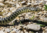Couleuvre verte et jaune, Hierophis viridiflavus