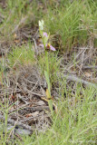 Ophrys apifera