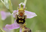 Ophrys apifera