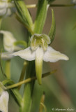 Platanthera chlorantha