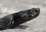 Vipre aspic, Vipera aspis atra