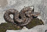 Vipre aspic, Vipera aspis atra