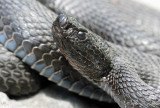 Vipre aspic, Vipera aspis atra
