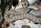 Vipre aspic, Vipera aspis atra