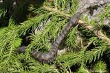 Vipre aspic, Vipera aspis atra