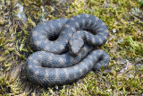 Vipre aspic, Vipera aspis atra
