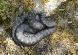 Vipre aspic, Vipera aspis atra