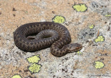 Vipre pliade, Vipera berus berus