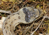 Coronelle lisse, Coronella austriaca austriaca