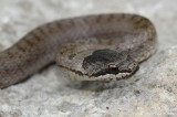 Coronelle lisse, Coronella austriaca austriaca