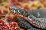 Vipre pliade, Vipera berus berus