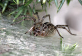 Agelena labyrinthica