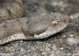 Vipre aspic, Vipera aspis aspis