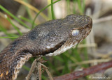 Vipre aspic, Vipera aspis aspis