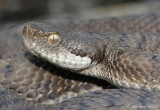 Vipre aspic, Vipera aspis aspis