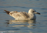 Goland pontique, Larus cachinnans