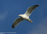 Larus argentatus argentatus