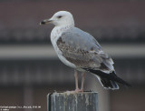 Goland pontique, Larus cachinnans