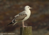 Goland pontique, Larus cachinnans