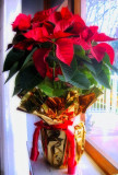 Poinsettia always gives me good mood...