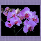 The  elderly lady of orchids