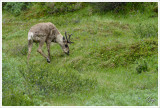 Caribou