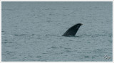 Whale