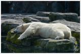 Alaska Zoo