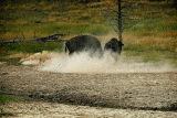 Male Bison Trying To Impress Female (Animated Gif)