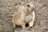 Prarrie Dog, Badlands National Park, South Dakota