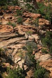 Zion National Park