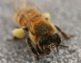 Bee nice