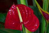 IMG_1205_fr_12x8_100.jpg