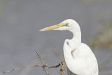 2301 grande aigrette - great white egret