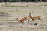 4164 impala mle regroupant ses femelles