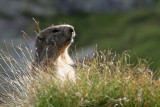 6 -  Marmotte refuge des Evettes Vanoise