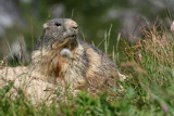 7 - Marmotte Fond dAussois Vanoise