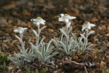 12 - Edelweiss Vanoise