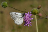 20 - Papillon blanc Vanoise