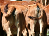 22 - Vaches tarines Vanoise