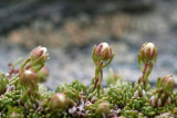 38 - Saxifrage Vanoise