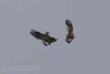 Rough-legged Hawks