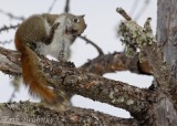 Red Squirrel with an itch