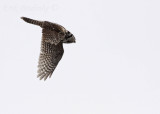 Northern Hawk Owl in flight