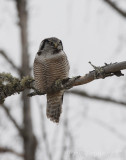 Northern Hawk Owl - taking it easy