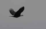Bald Eagle, migrating with an open mouth