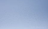 Bohemian Waxwing flock - part of the ~400 that flew by today