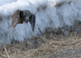 Northern Hawk Owl with a Red-backed Vole!