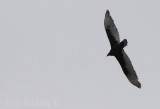 Turkey Vulture - the first one Ive seen this year (photographed in the bog)
