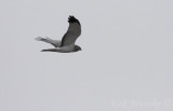 Gray Ghost - adult male Northern Harrier